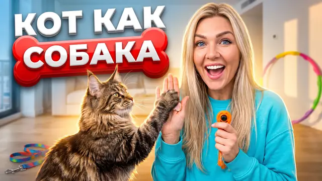 Превью «Мейн-кун выучил 10 команд» – автоматический режим
